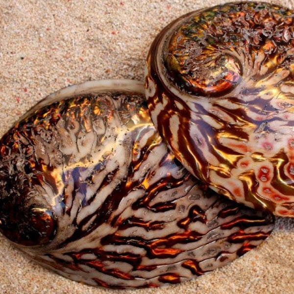 Pearled Copper Abalone Shell
